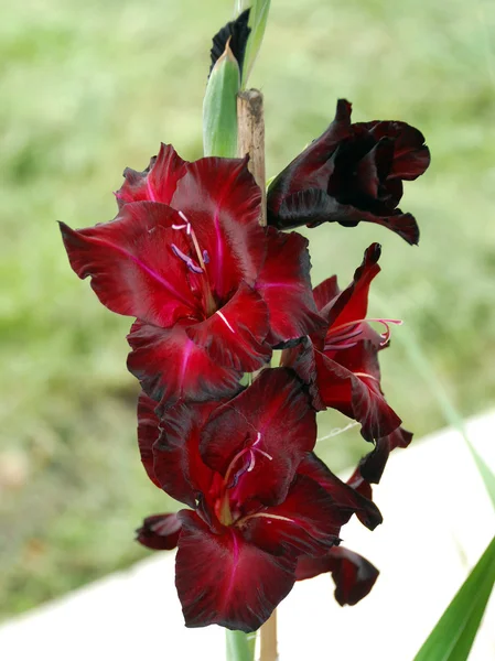 Lonely dark bordeaux gladiolus flower — Stock Photo, Image