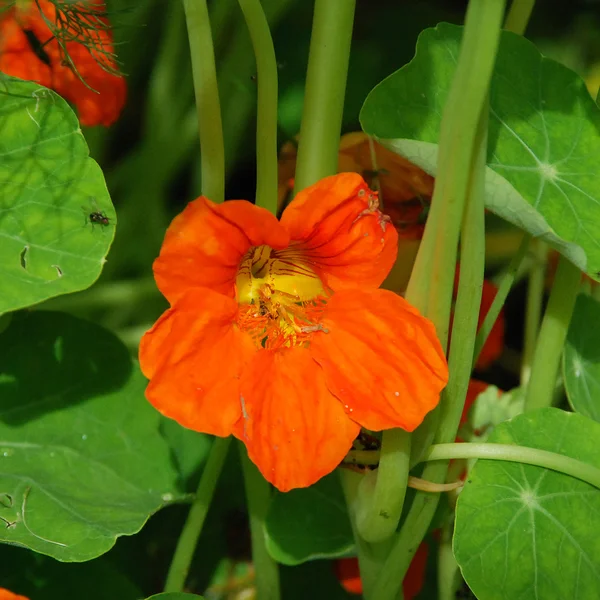 Orange nasturtium blomma blommar i trädgården — Stockfoto