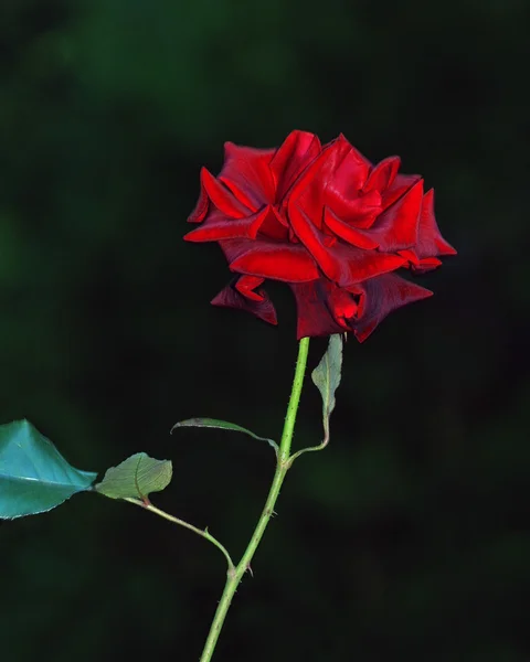 深红色玫瑰与 "天鹅绒" 花瓣在黑暗的背景 — 图库照片