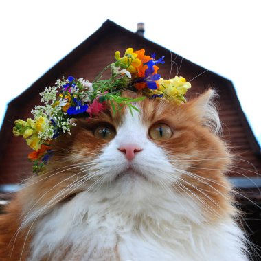 Çiçek çelenginde güzel bir kızıl kedinin kafası. 