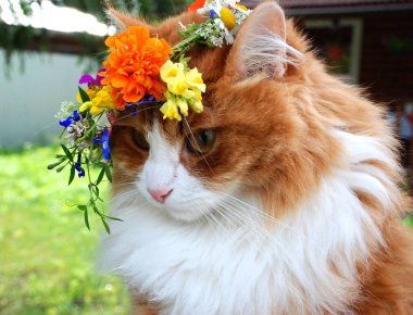 Çiçek çelenginde güzel bir kızıl kedinin kafası. 