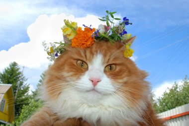 Çiçek çelenginde güzel bir kızıl kedinin kafası. 