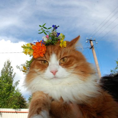 Çiçek çelenginde güzel bir kızıl kedinin kafası. 