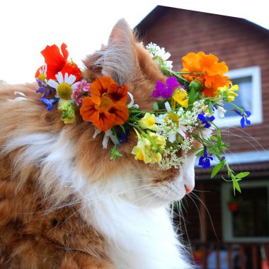 Çiçek çelenginde güzel bir kızıl kedinin kafası. 