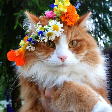 Çiçek çelenginde güzel bir kızıl kedinin kafası. 