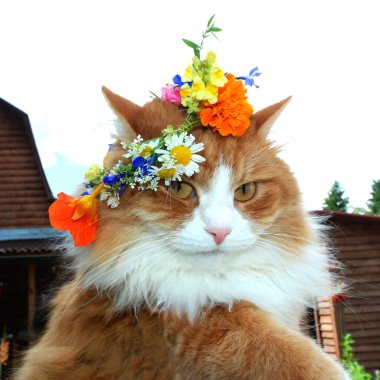 Çiçek çelenginde güzel bir kızıl kedinin kafası. 