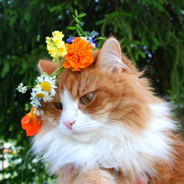 Çiçek çelenginde güzel bir kızıl kedinin kafası. 