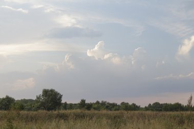Akşam bir sarı çayır görünümü