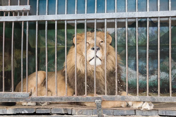 León tras las rejas jaula en el zoológico — Foto de Stock