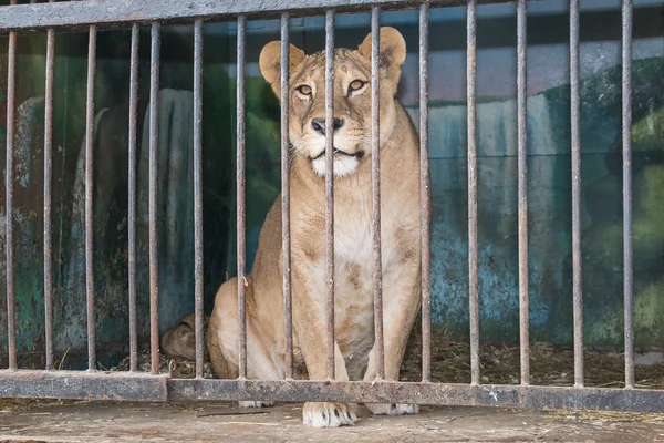 Leona tras las rejas en una jaula del zoológico — Foto de Stock