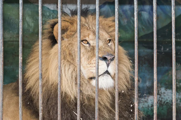 León tras las rejas jaula en el zoológico — Foto de Stock