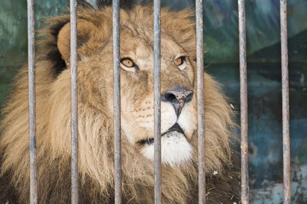 León tras las rejas jaula en el zoológico — Foto de Stock