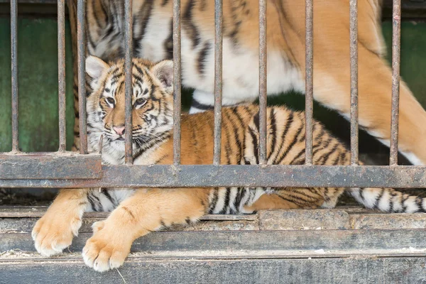 Pequeño tigre en una jaula del zoológico — Foto de Stock