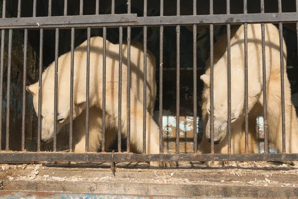 Dos osos polares en la jaula del zoológico — Foto de Stock