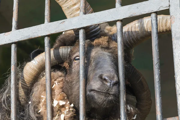 Four horns ram — Stock Photo, Image