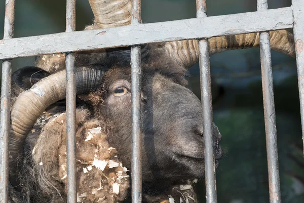 Four horns ram — Stock Photo, Image