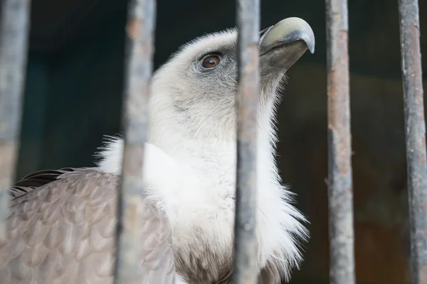 Aigle derrière les barreaux de la cellule Zoo — Photo