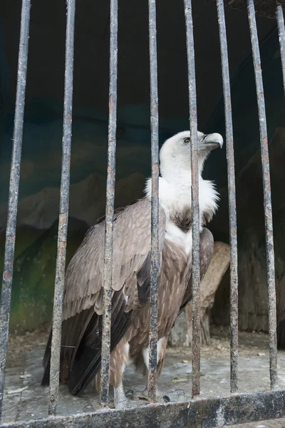Eagle behind the bars of Zoo cell — Stock Photo, Image
