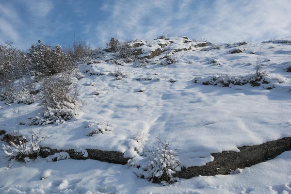 Plants on the hillside (winter background) — Stock Photo, Image