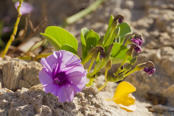 Blossoming Ipomoea pes-caprae close seup — стоковое фото