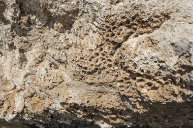 Mısır'daki antik mercan kayalığı dokusuna