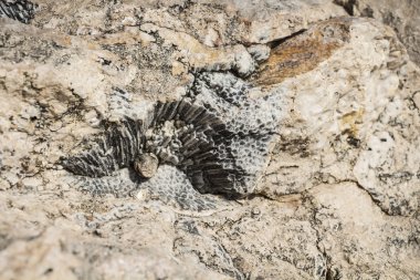 Mısır'daki antik mercan kayalığı dokusuna