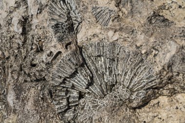 Mısır'daki antik mercan kayalığı dokusuna