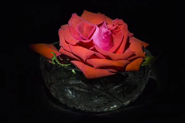 Rosa vermelha na tigela de cristal — Fotografia de Stock