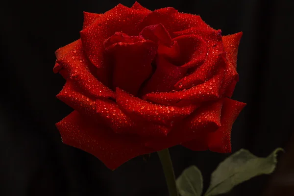 Red rose is on a dark background