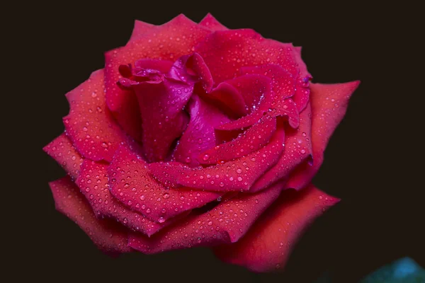 Rote Rose in Regentropfen auf dunklem Hintergrund — Stockfoto