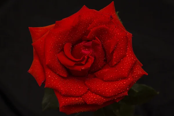 Rote Rose in Regentropfen — Stockfoto