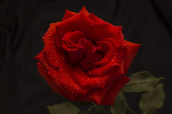 Rote Rose in Regentropfen auf dunklem Hintergrund — Stockfoto