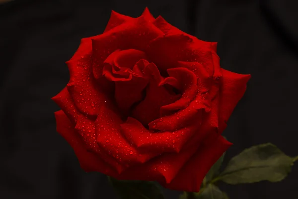 Einzelne rote Rose auf dunklem Hintergrund — Stockfoto