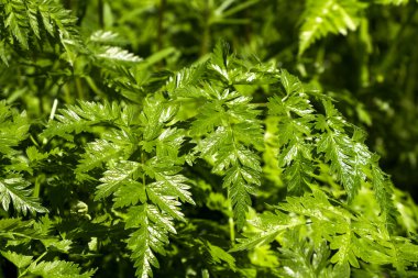 İnek maydanozu, Anthriscus sylvestris