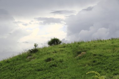 Yağmurlu havalarda bir yamaca ağaç
