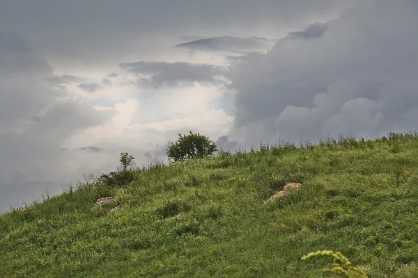 Boom op een heuvel in de regen — Stockfoto