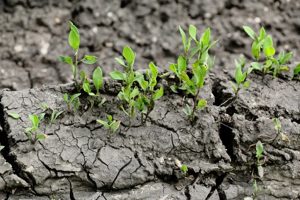 Grass sprouts on the cracked earth — Stock Photo, Image