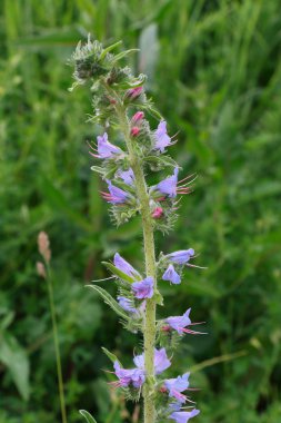 Çiçek Echium vulgare (Viper's Bugloss veya Blueweed)
