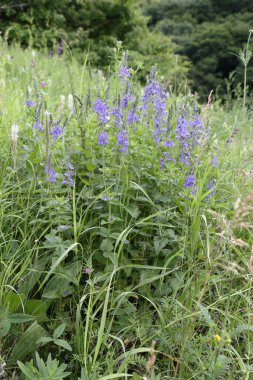 Veronica otu (germander speedwell, kuşbakışı speedwell)