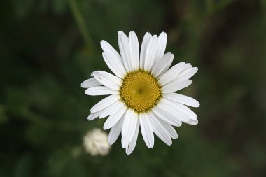 Beyaz papatya çiçeği yakın çekim
