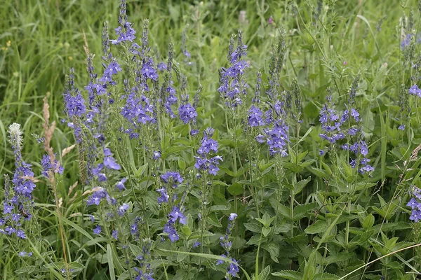 Verónica chamaedrys (germander speedwell, bird 's eye speedwell ) — Foto de Stock