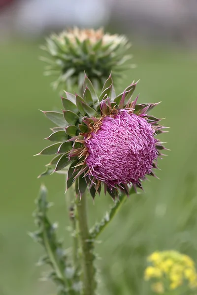 花のアザミ acanthoides (とげのある plumeless アザミ) — ストック写真