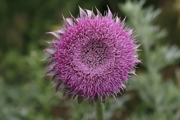 Bloeiende Langstekelige distel (Acomys plumeless thistle) — Stockfoto