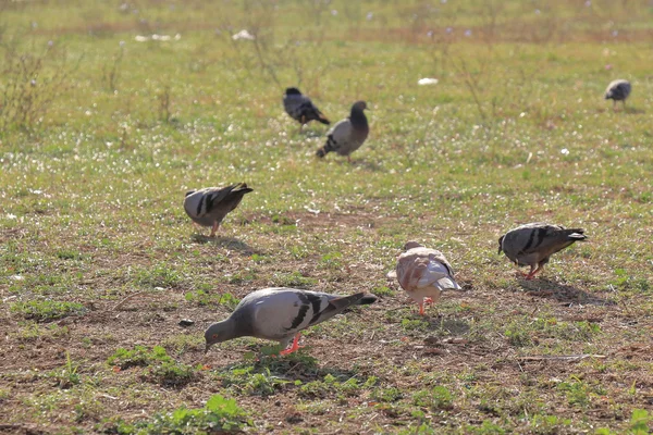 Pigeons marchant sur l'herbe — Photo