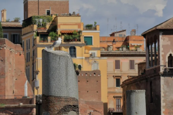 Seagull on top of the ancient column — Stock Photo, Image