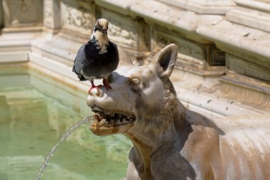 Bir kurt heykeli bir burun üzerinde güvercin