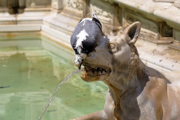 Taube trinkt Wasser aus einem Brunnen fonte gaia in italien — Stockfoto
