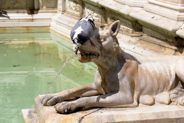 Taube trinkt Wasser aus einem Brunnen fonte gaia in siena — Stockfoto