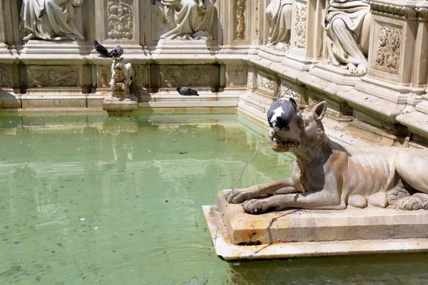 Taube trinkt Wasser aus einem Brunnen fonte gaia in italien — Stockfoto