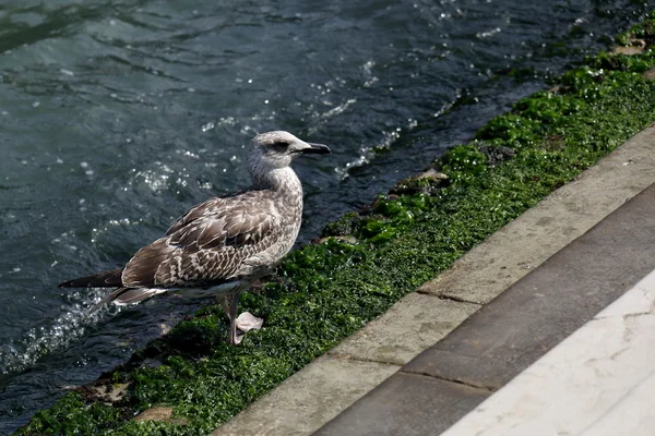 Gabbiano che cammina lungo la riva con alghe — Foto Stock